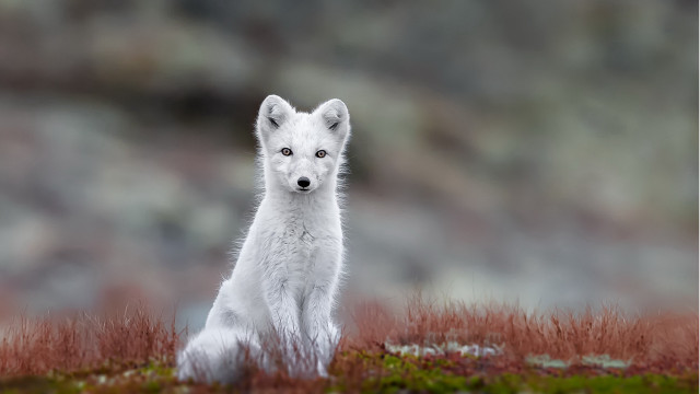 White fox field flowers outdoors free wallpaper - medium preview image