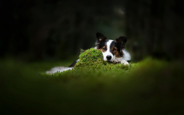 Dog laying green field trees free wallpaper - medium preview image