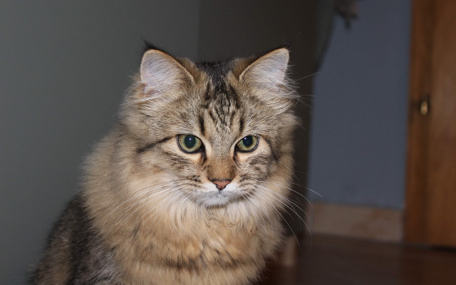 Cat green eyes table looking free wallpaper - medium preview image