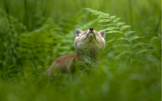 Small animal in grass looking free wallpaper - medium preview image