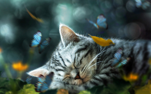 Cat sleeping green plant butterflies free wallpaper - medium preview image