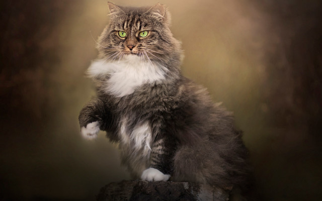 Regal renaissance cat green eyes free wallpaper - medium preview image