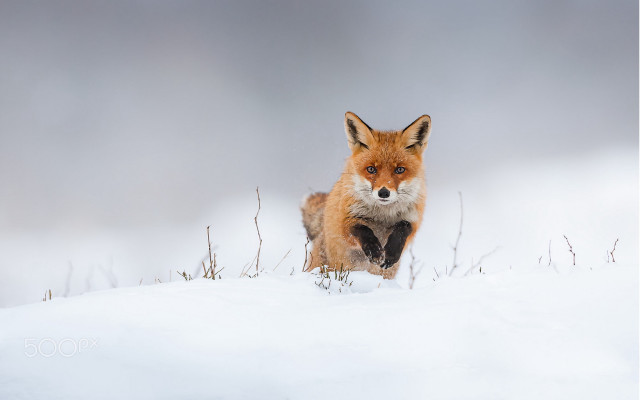 Red fox snow blue eyes free wallpaper - medium preview image
