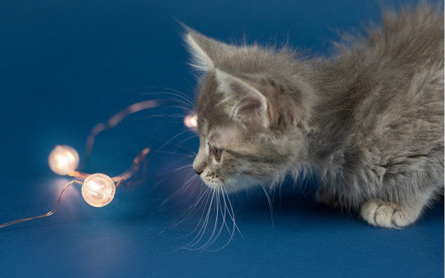 Kitten lights blue surface moon free wallpaper - medium preview image