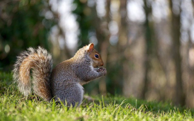 Squirrel eating grass forest tilt free wallpaper - medium preview image