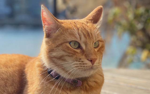 Cat collar bench tree photorealism free wallpaper - medium preview image