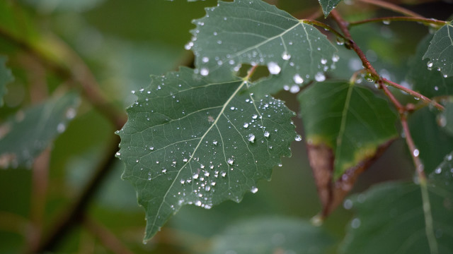 Leaf water droplets macro photorealism free wallpaper - medium preview image