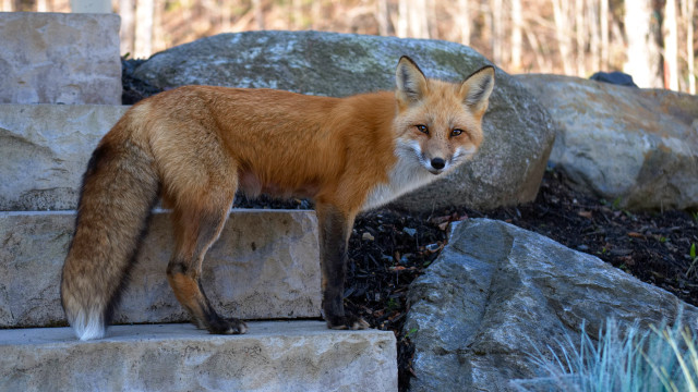 Fox stone step rock wall free wallpaper - medium preview image