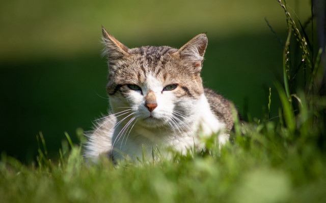 Sad cat grass dandelion blurry free wallpaper - medium preview image