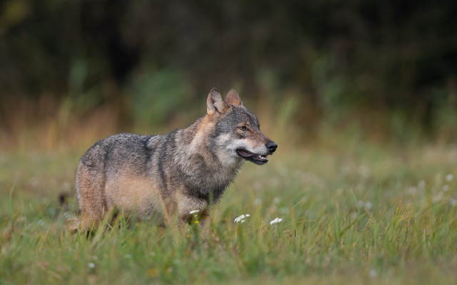 Wolf smiling field nature blurry free wallpaper - medium preview image
