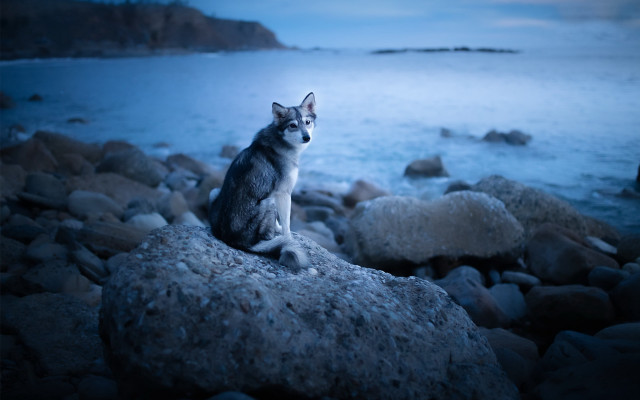 Cat rock ocean night sad free wallpaper - medium preview image