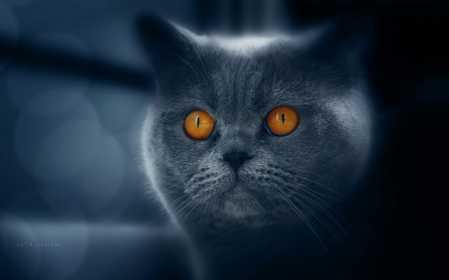 Orange cat eyes 3d render free wallpaper - medium preview image
