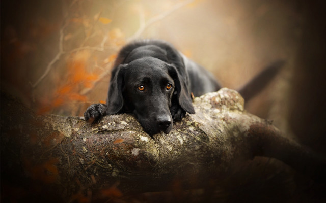 Black dog laying tree branch free wallpaper - medium preview image