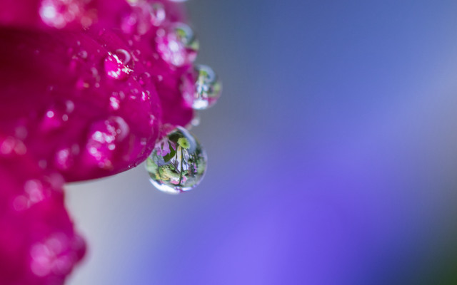 Flower water droplets macro blurry #11 free wallpaper - medium preview image