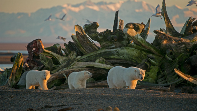 Polar bears beach driftwood birds free wallpaper - medium preview image