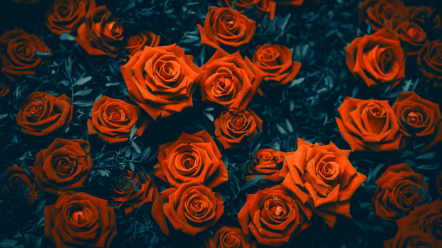 Red roses black background neo free wallpaper - medium preview image