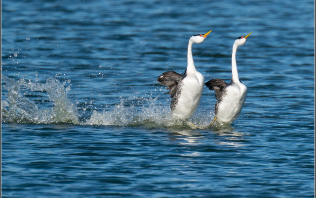 Birds swimming water white brown free wallpaper - medium preview image