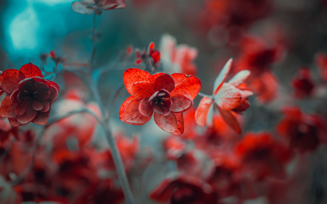 Red flower bokeh butterfly macro free wallpaper - medium preview image