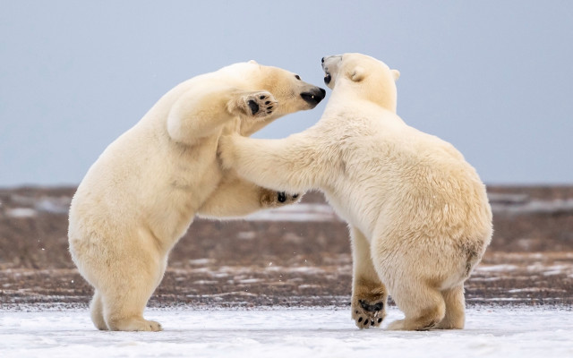 Polar bears playing snow outdoors free wallpaper - medium preview image
