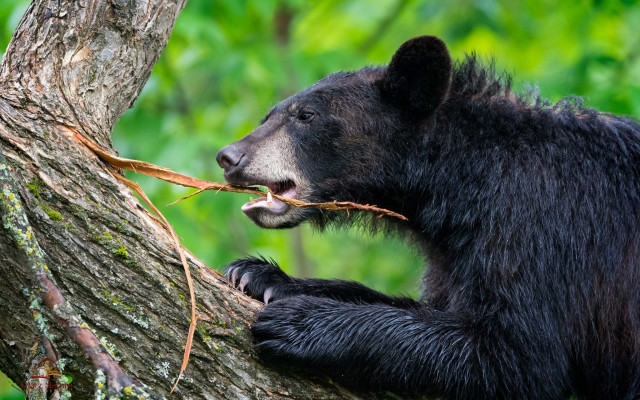 Black bear branch forest wildlife free wallpaper - medium preview image