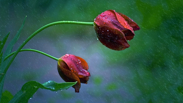 Red flowers water droplets rain #2 free wallpaper - medium preview image