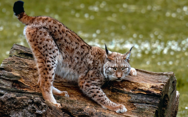 Lynx sitting log grass serious free wallpaper - medium preview image