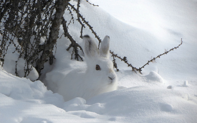 White rabbit snow tree branch free wallpaper - medium preview image
