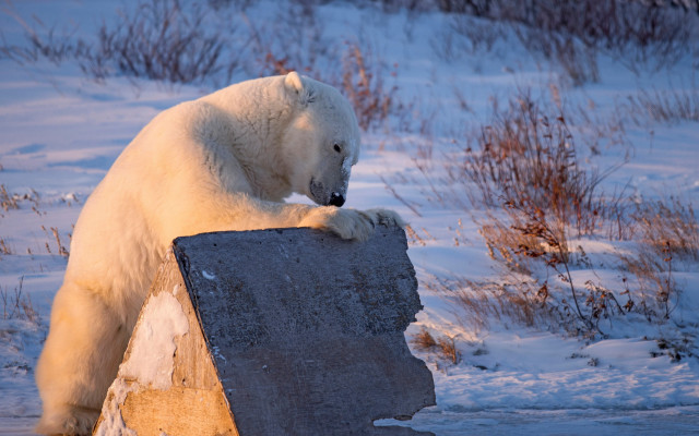Polar bear rock snow winter free wallpaper - medium preview image