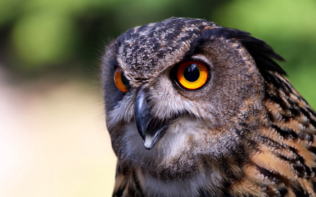 Bird yellow eye blurry background free wallpaper - medium preview image