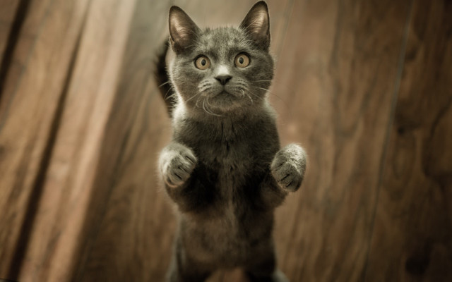 Cat stand hindlegs arabesque awardphoto free wallpaper - medium preview image