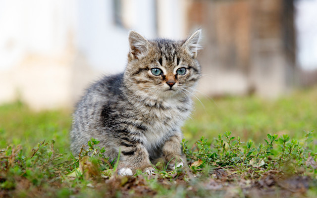 Small kitten blue eyes grass free wallpaper - medium preview image