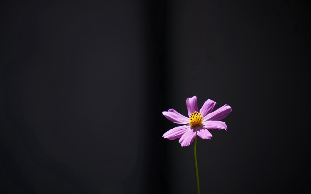 Purple flower vase tabletop black free wallpaper - medium preview image