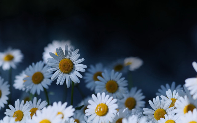 White yellow flower bouquet blurry free wallpaper - medium preview image