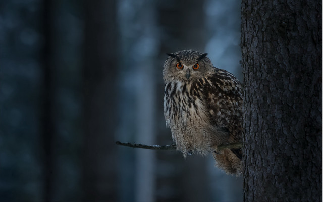 Owl perched tree woods night free wallpaper - medium preview image
