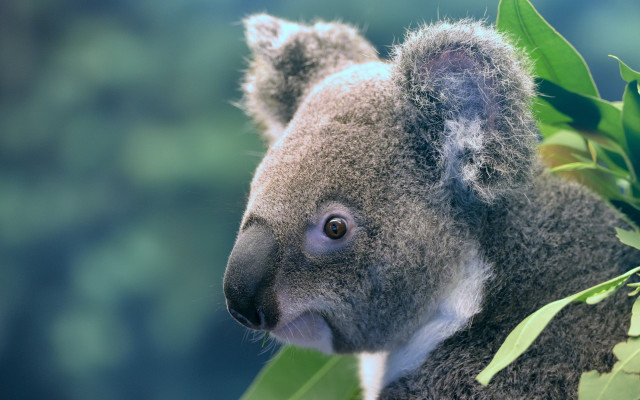 Koala tree leaves open eyes free wallpaper - medium preview image