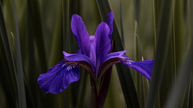 Purple flower green stems blurry #2 free wallpaper - medium preview image
