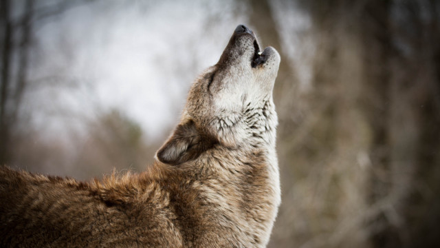 Wolf looking up sky trees free wallpaper - medium preview image