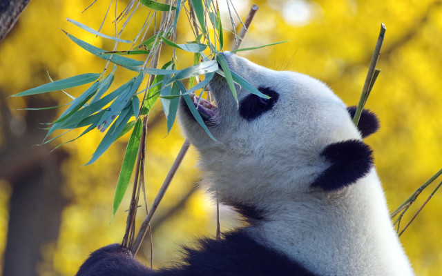 Panda eating bamboo yellow leaves free wallpaper - medium preview image