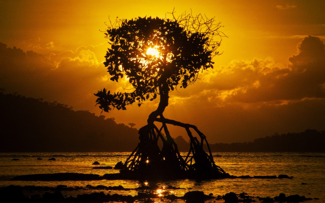 Tree sunset beach backlighting autumn free wallpaper - medium preview image