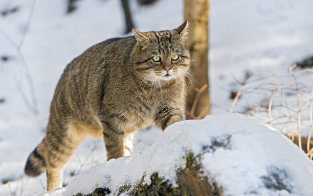 Cat walking snow tree trunk free wallpaper - medium preview image