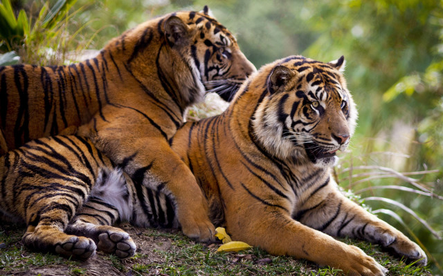 Tiger jungle hill banana laying free wallpaper - medium preview image
