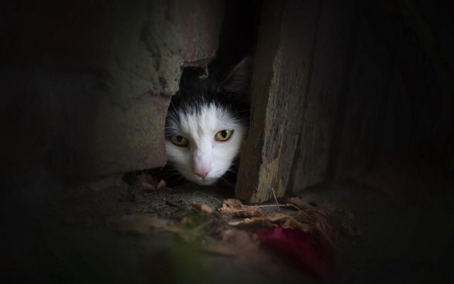 Cat peeking dark red rose free wallpaper - medium preview image