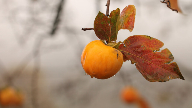 Tree leaves yellow apple water free wallpaper - medium preview image