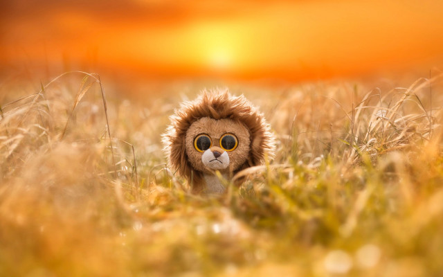 Stuffed lion sunset autumn blurry free wallpaper - medium preview image