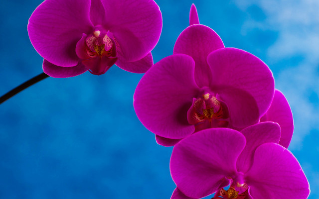 Purple flowers blue sky macro free wallpaper - medium preview image