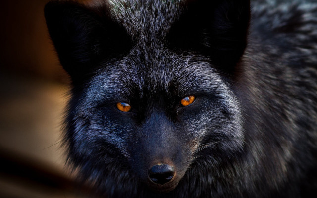 Black wolf orange eyes portrait free wallpaper - medium preview image