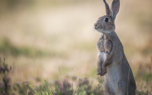 Rabbit flower field tiltshift animal free wallpaper - medium preview image
