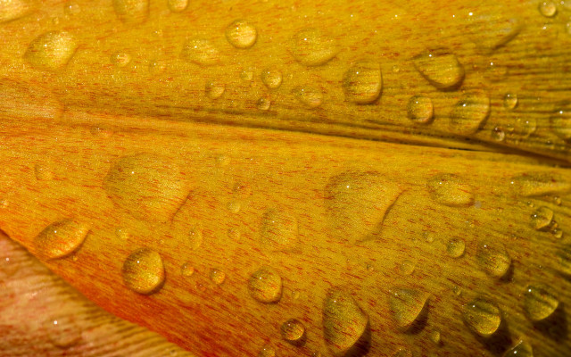 Flower water droplets yellow bud free wallpaper - medium preview image