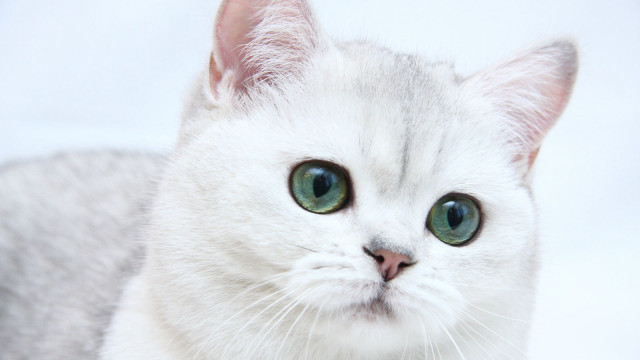 White cat green eyes looking free wallpaper - medium preview image