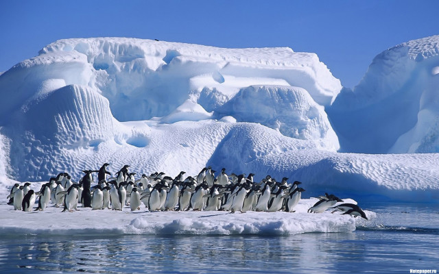 Penguins iceberg water scenery fantasy free wallpaper - medium preview image
